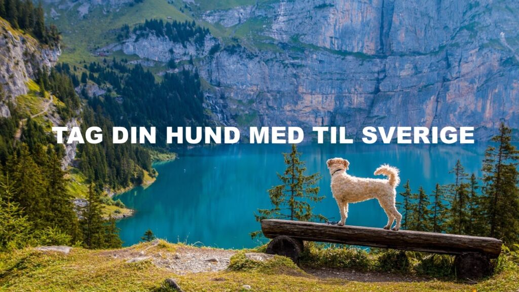 Hund med til Sverige