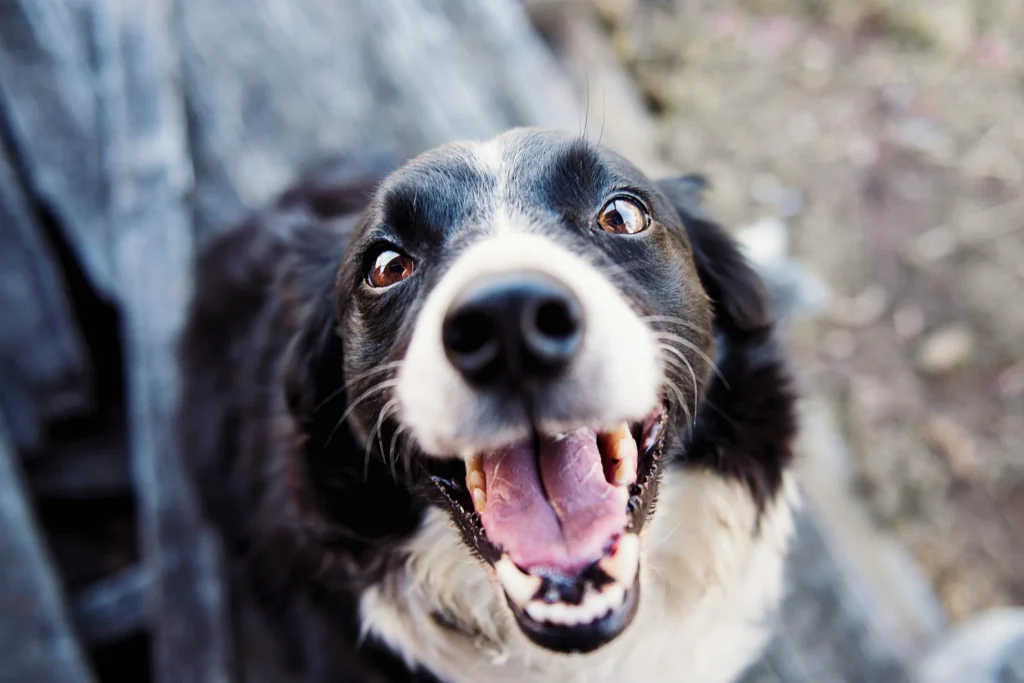 Velkommen til Hundeuniverset.dk